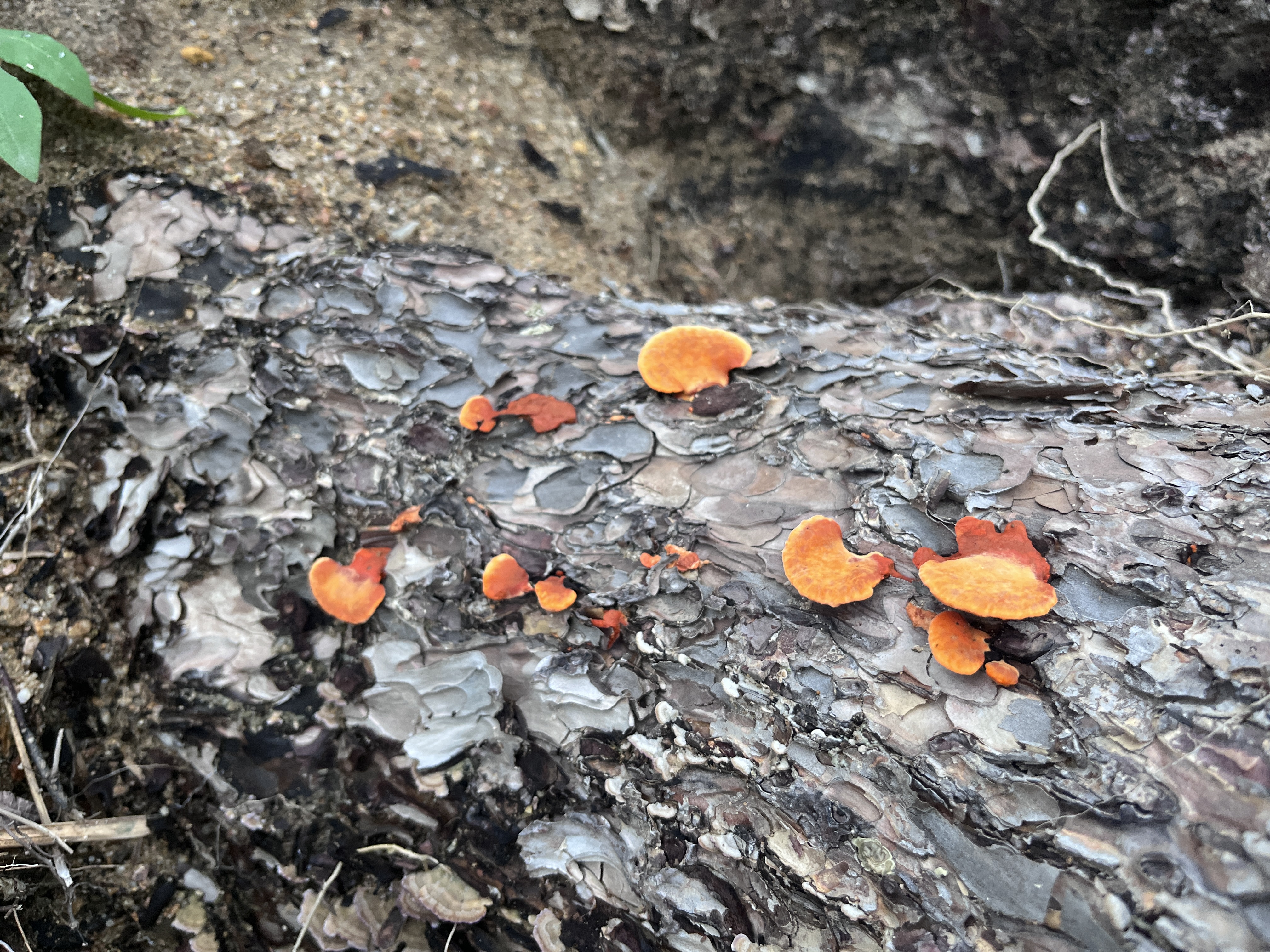 微信图片_2023051014265012