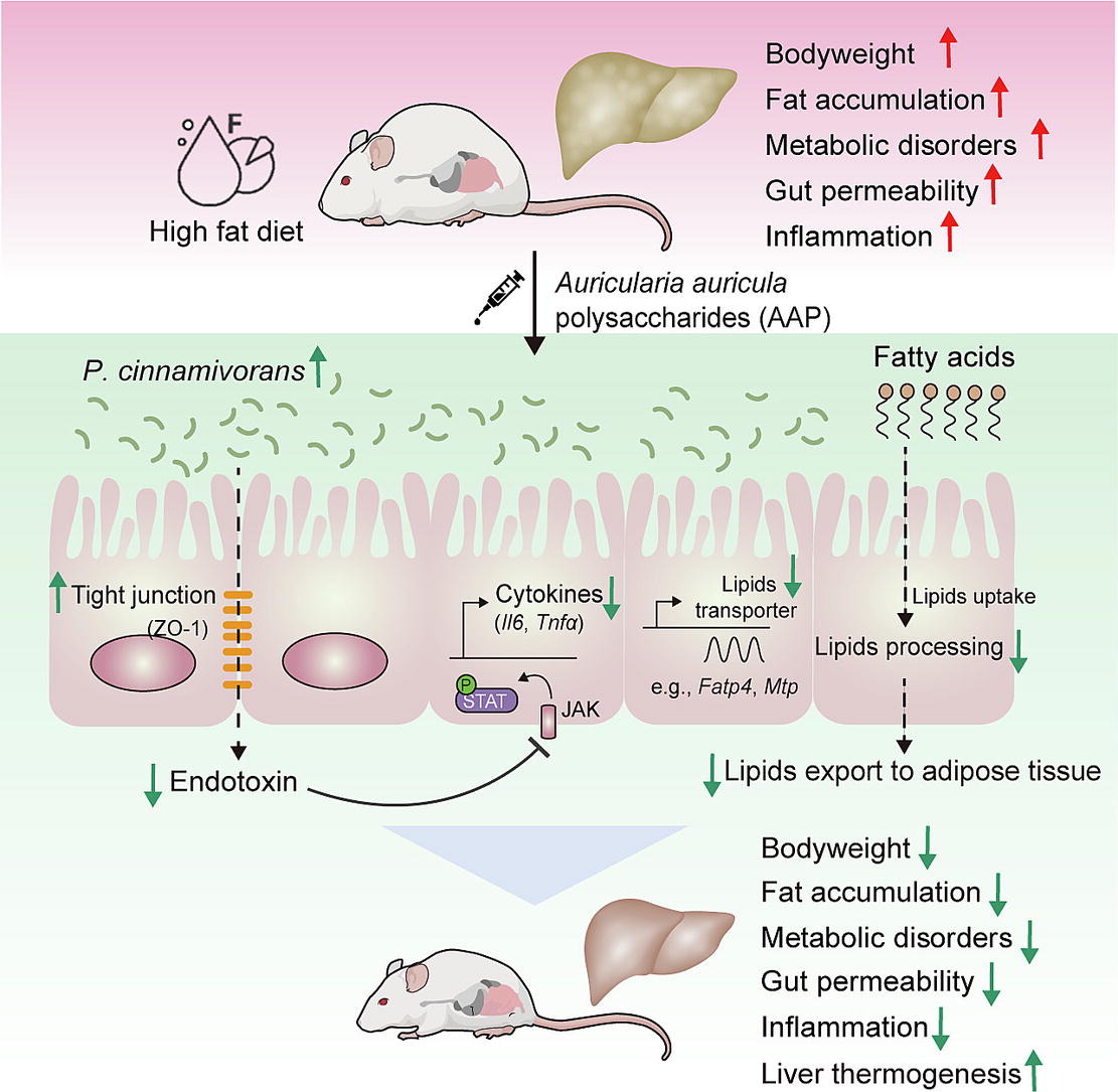 1-s2.0-S2090123223002072-ga1_lrg