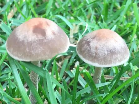 Be Wary of Poisonous Mushrooms--Panaeolus Subbalteatus (Berk. & Broome) Sacc.