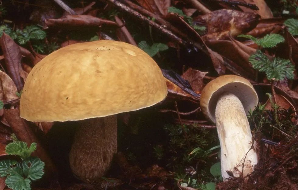 Rare porcini mushrooms from southwestern China - Boletus sinoedulis