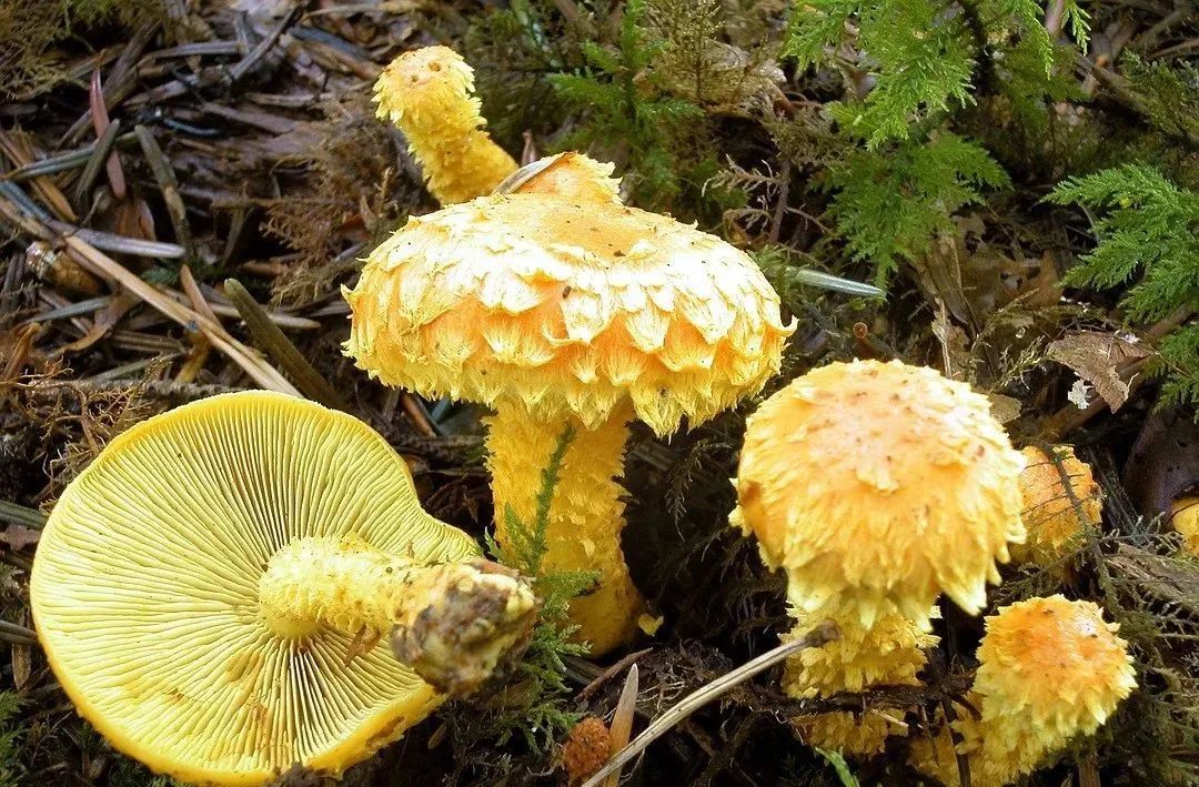 Strange Looking Mushroom