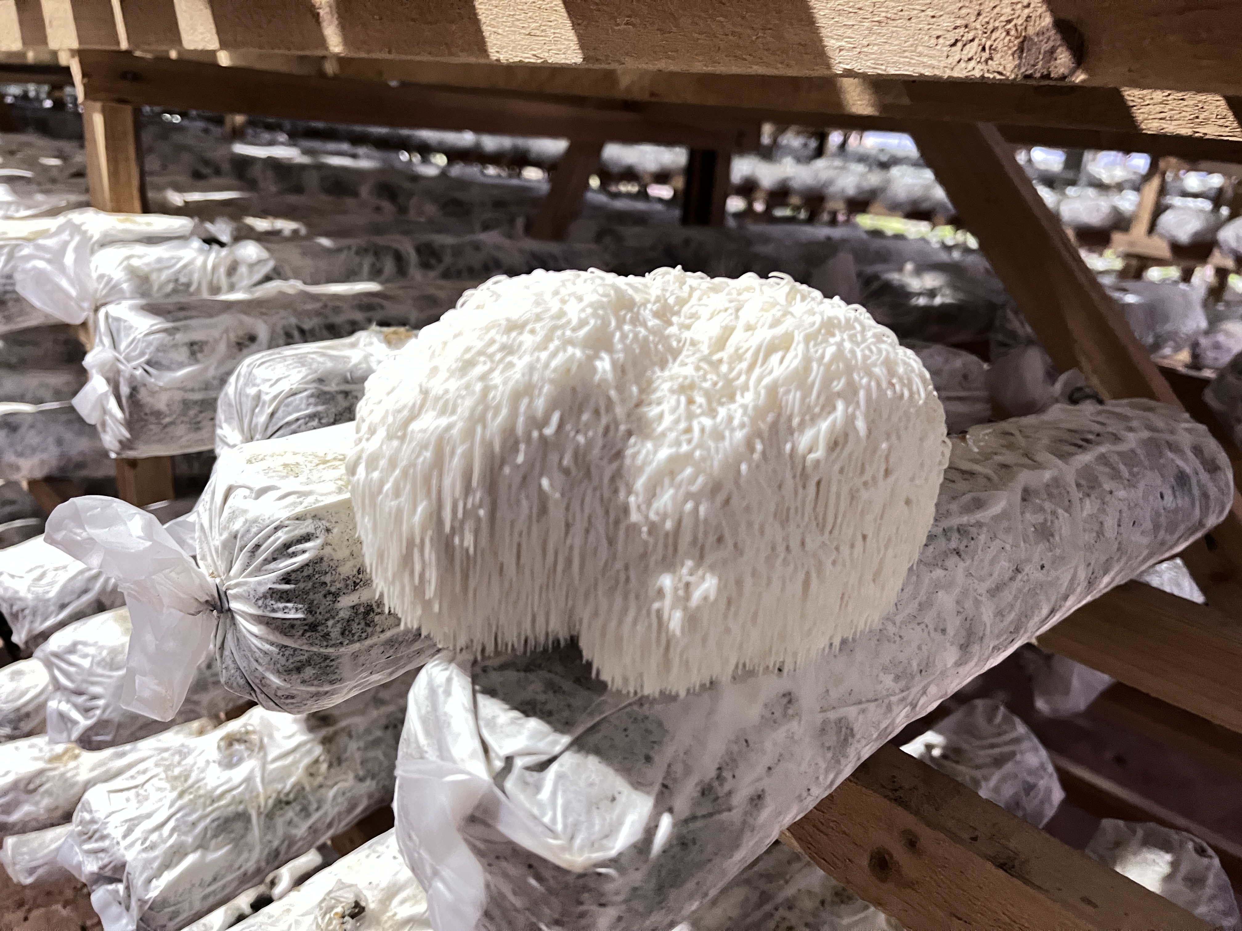 Hericenones: The Key Bioactive Compounds Behind Lion’s Mane Mushroom