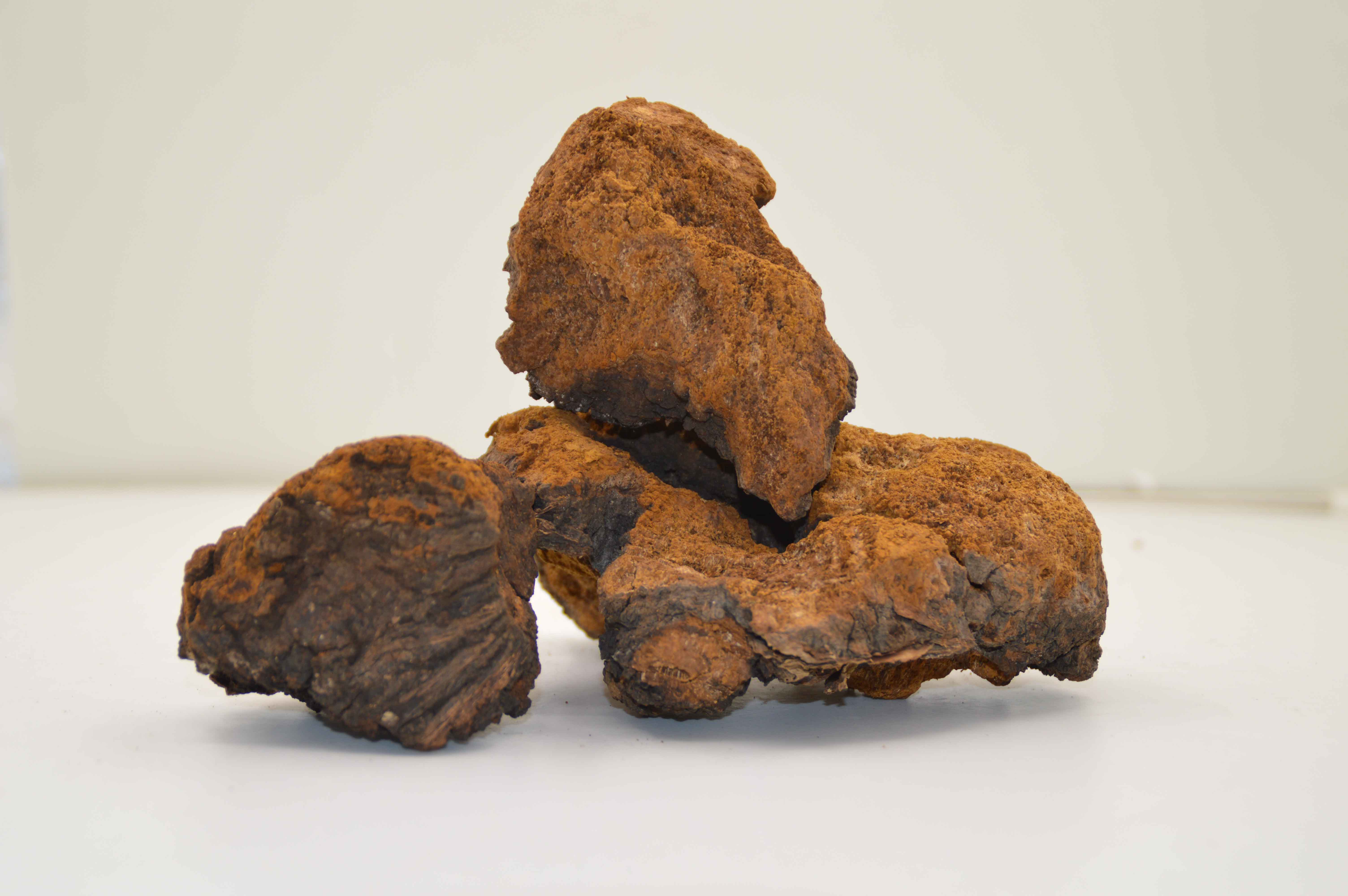 Chaga