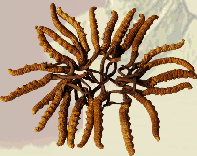 Cordyceps sinensis