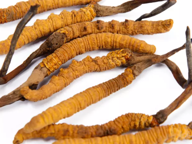 Five Major Breakthroughs in Cordyceps sinensis Mycelium Cultivation Technology