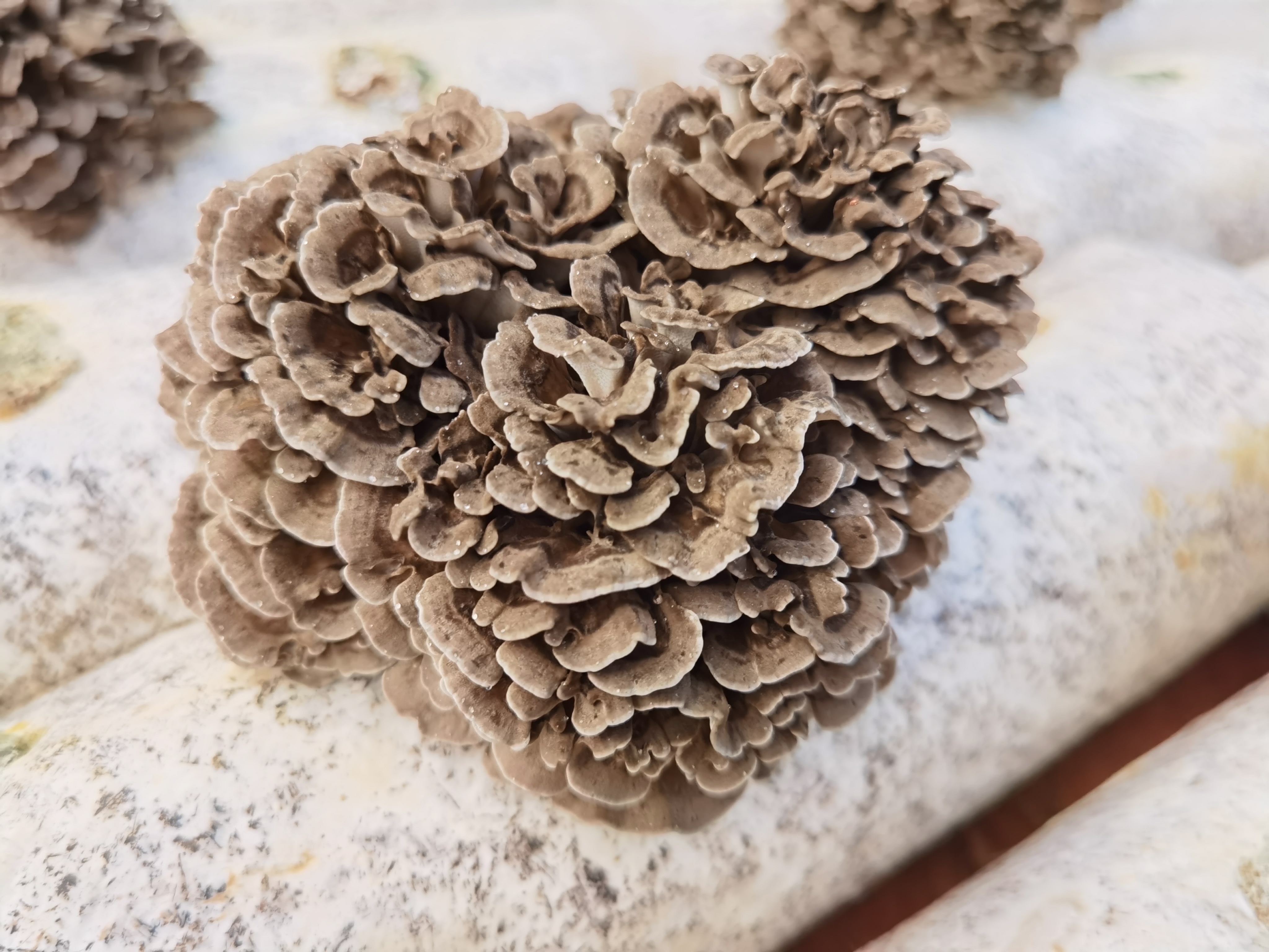 The Rise of Inner Beauty: The Scientific Impact of Medicinal Fungal Polysaccharides on Skin Health