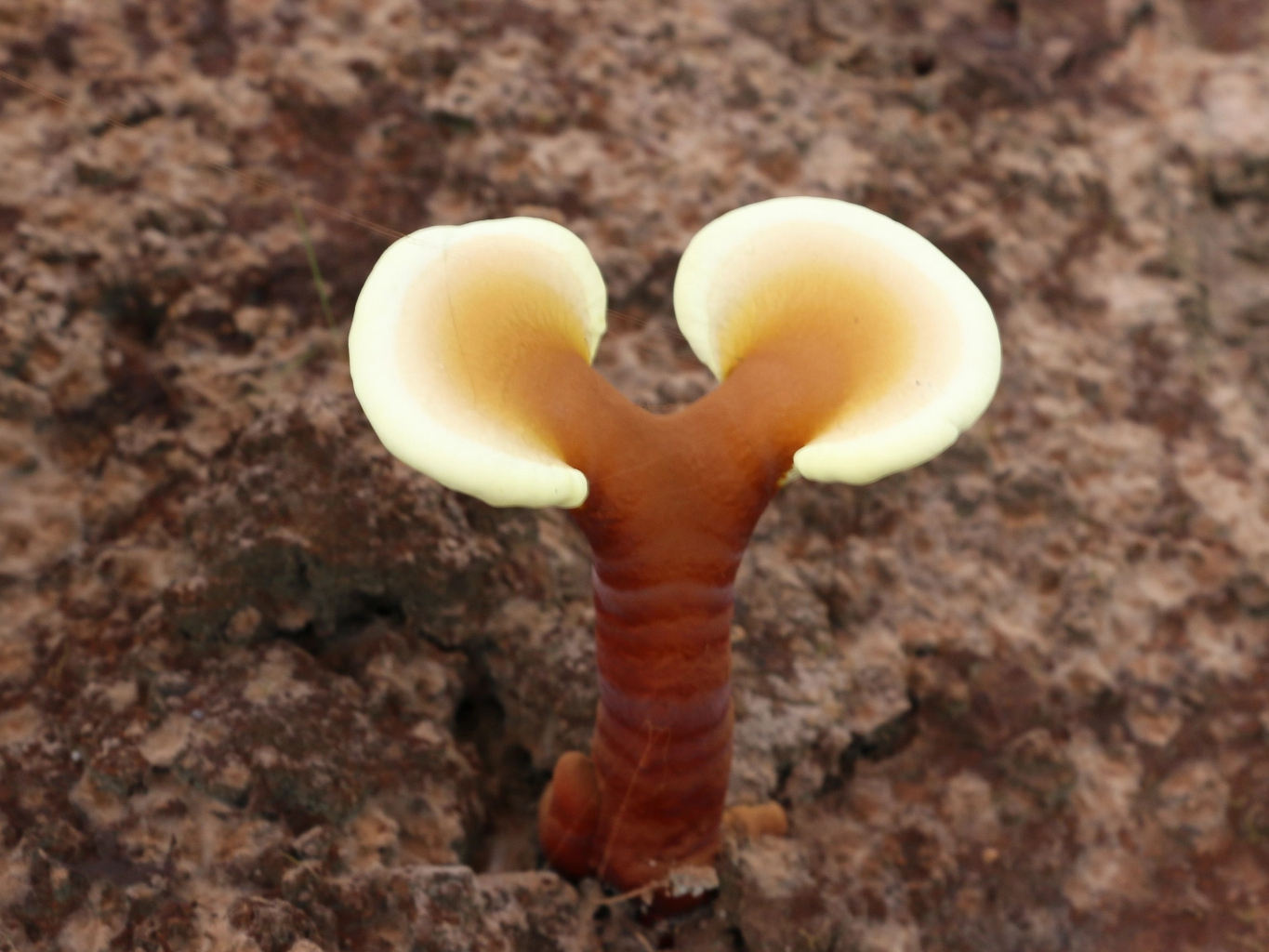 Global Market Trends of Medicinal Fungi: Why Are Ganoderma and Maitake Emerging as International Health Superstars?