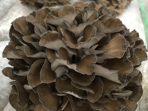 2017-11-16 091816_2560_1920.jpg