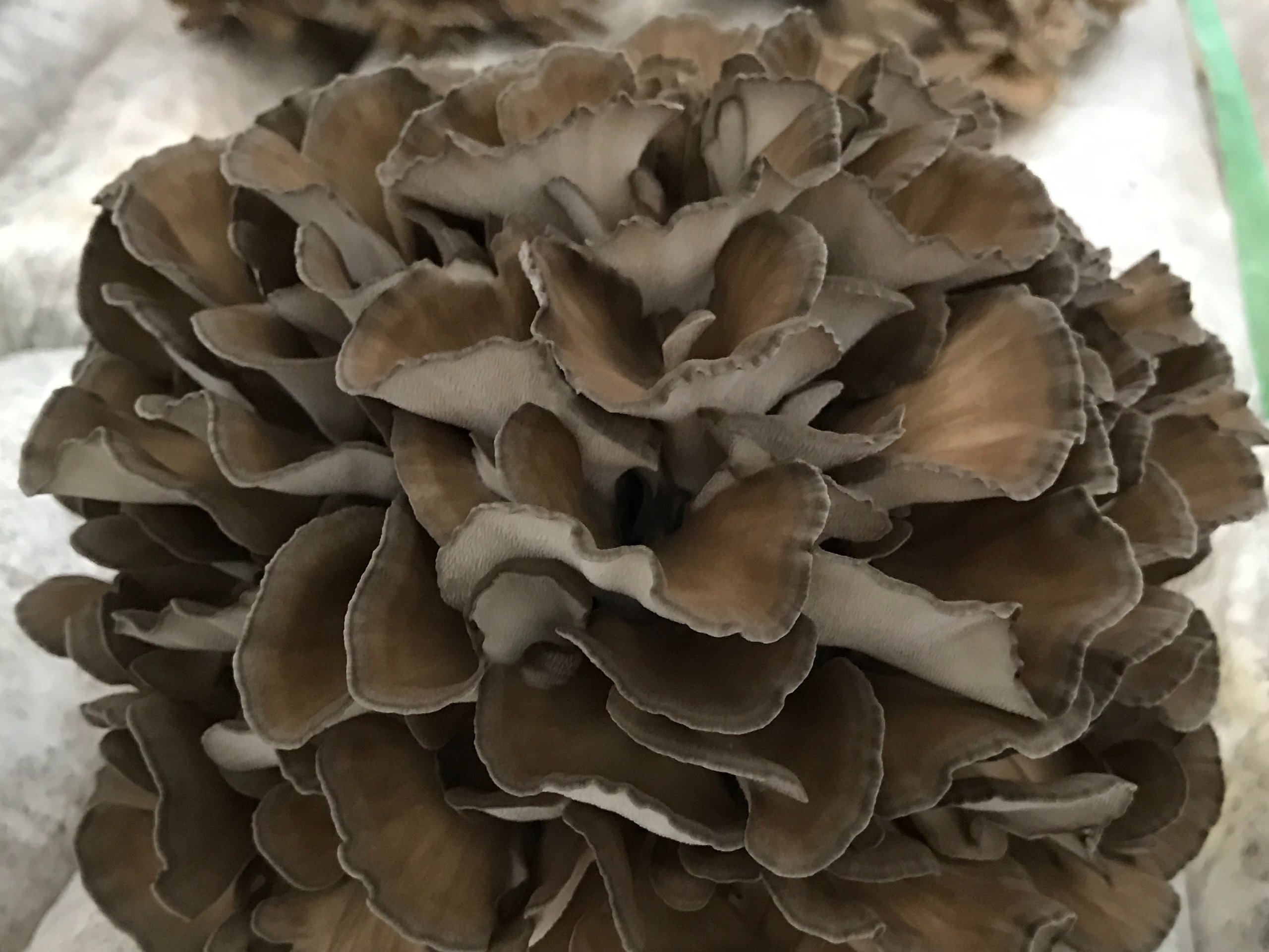 The Next Frontier: Formulating Pet Supplements with Medicinal Mushroom Extracts