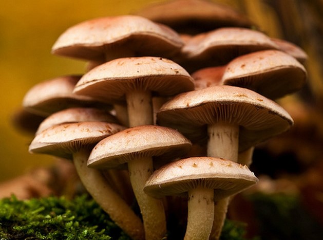 Glucose‐ and lipid‐lowering activities of mycelial extracts from medicinal mushrooms