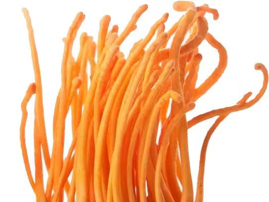 Cordyceps militaris: A Natural Treasure for Modern Wellness