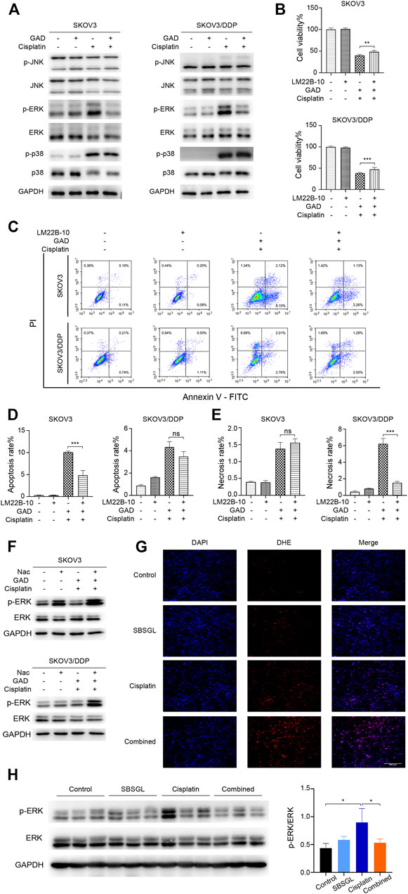 fphar-13-826716-g005