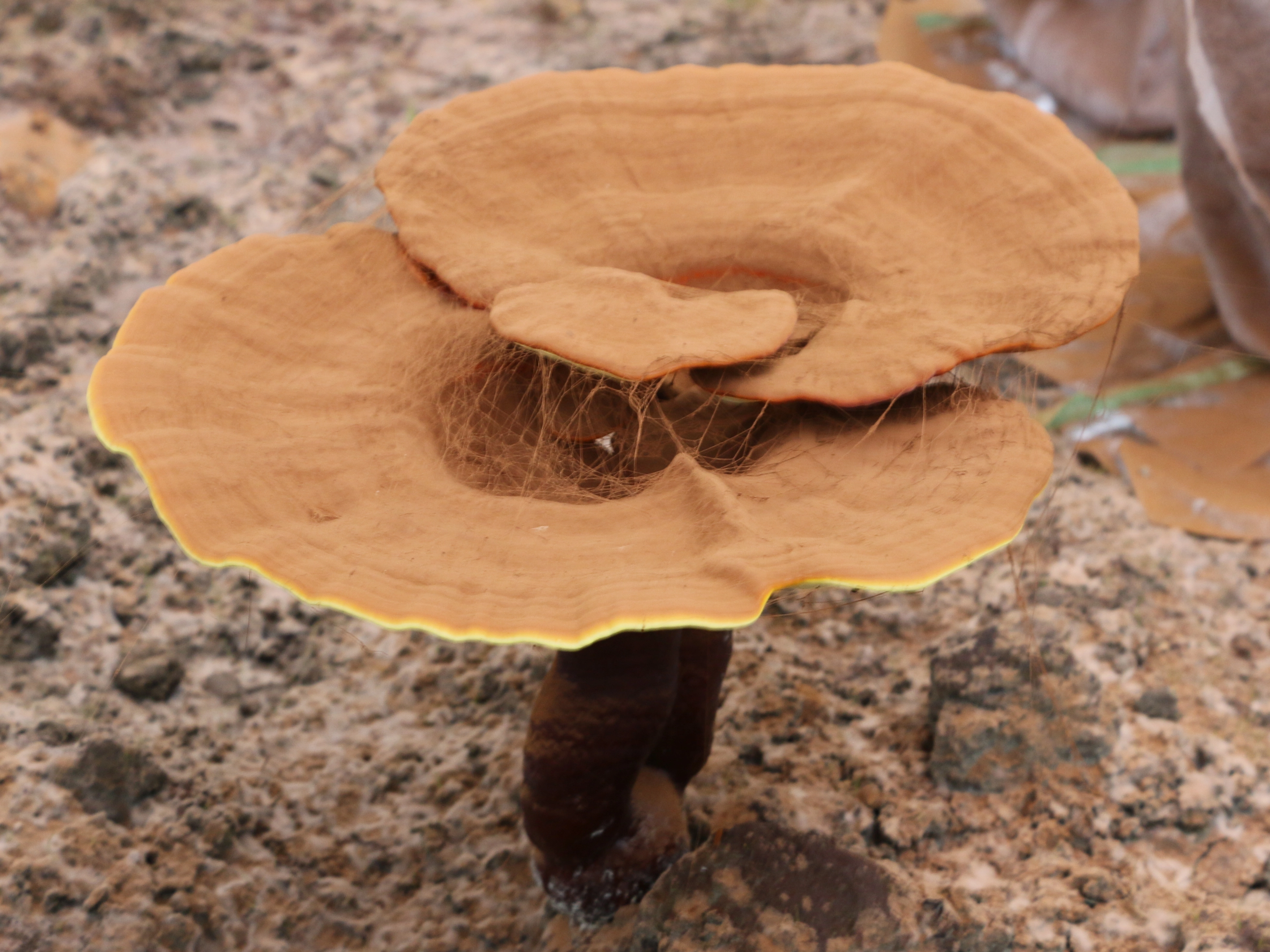 Unlocking the Infinite Potential of Ganoderma: Why Triterpenes Are the Key Marker for High-Efficiency Extracts