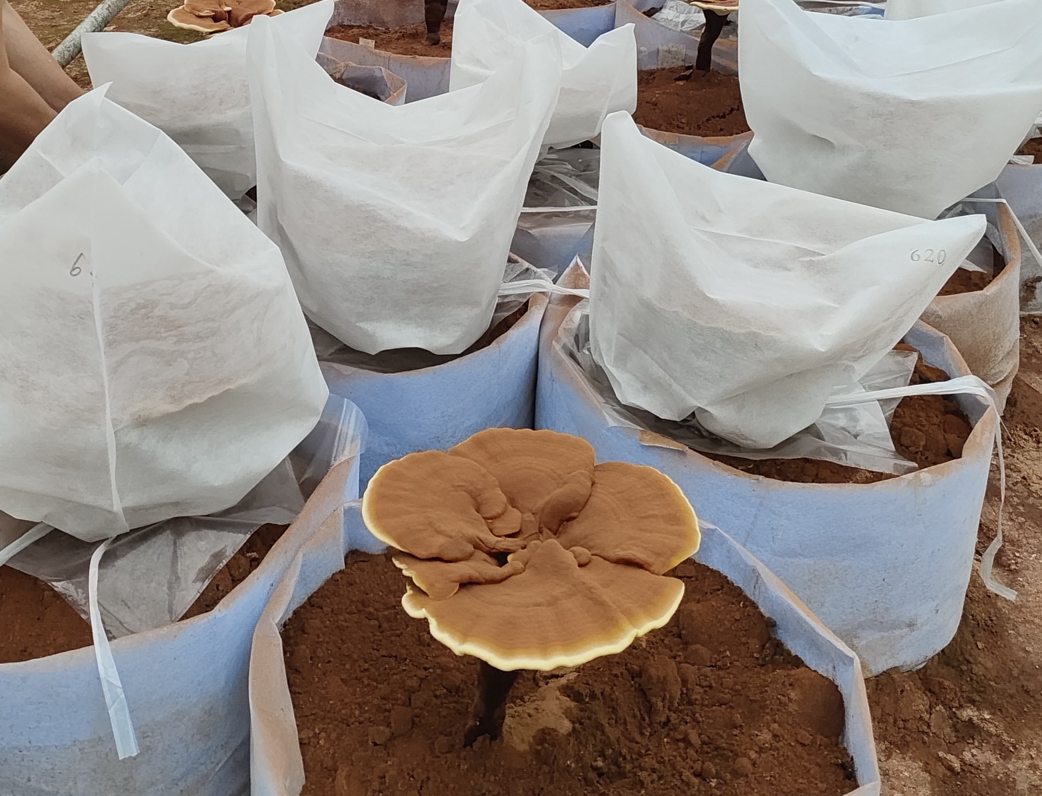 微信图片_20220621161616_WPS图片