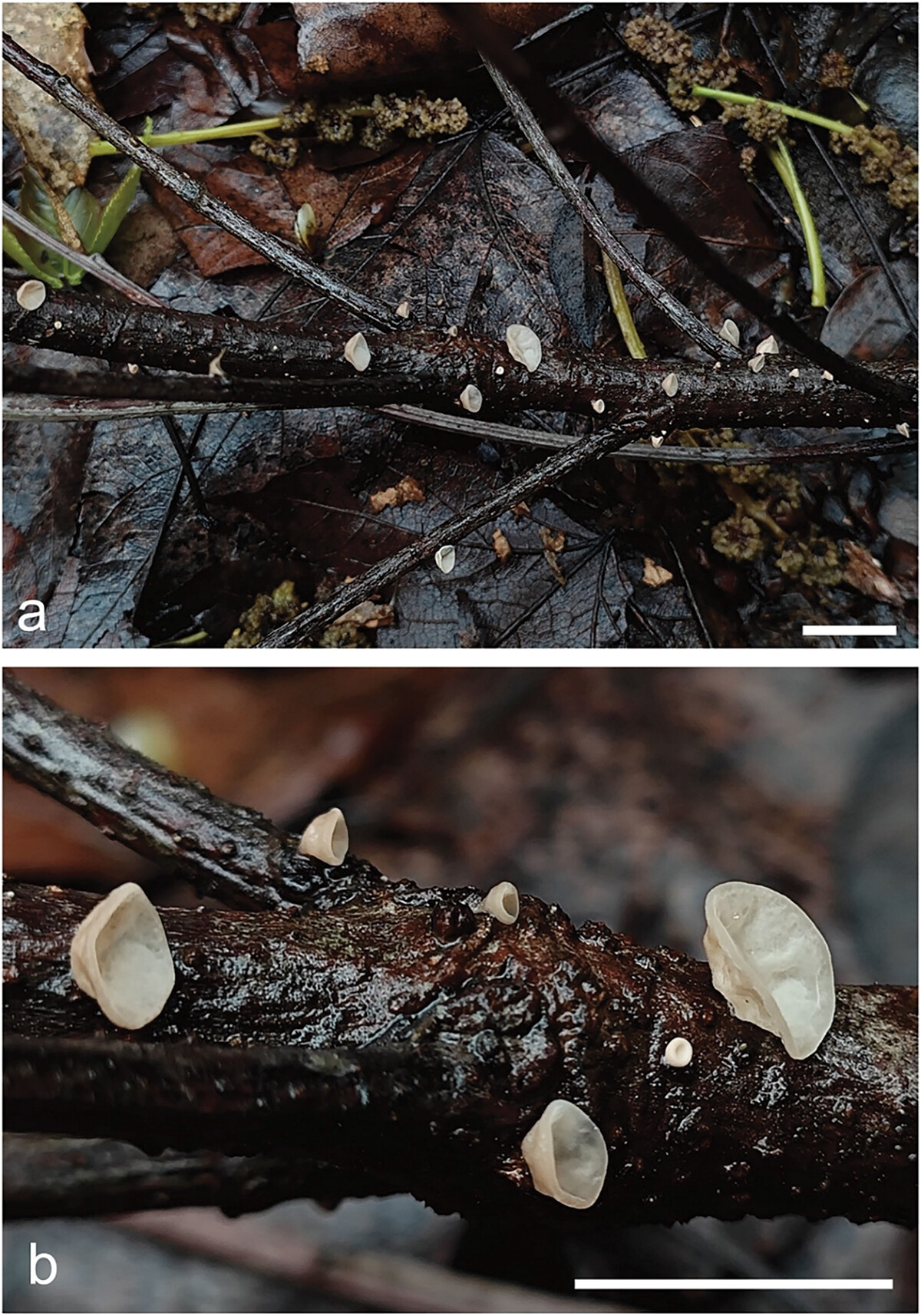 tmyc_a_2316066_f0022_oc