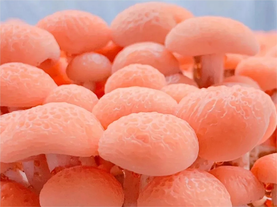 Have you ever tasted fruity mushrooms?