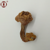 Agaricus Blazei Extract Powder