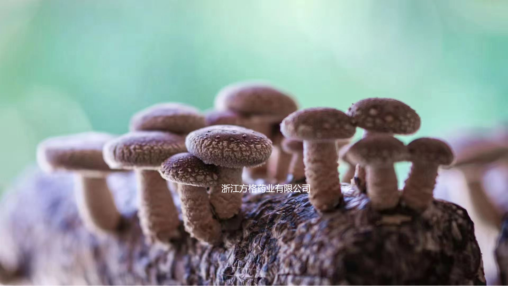 Source of Shiitake Mushrooms