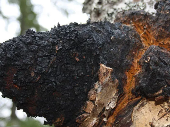 Chaga Mushroom: A Super Fungus with Multifaceted Potential