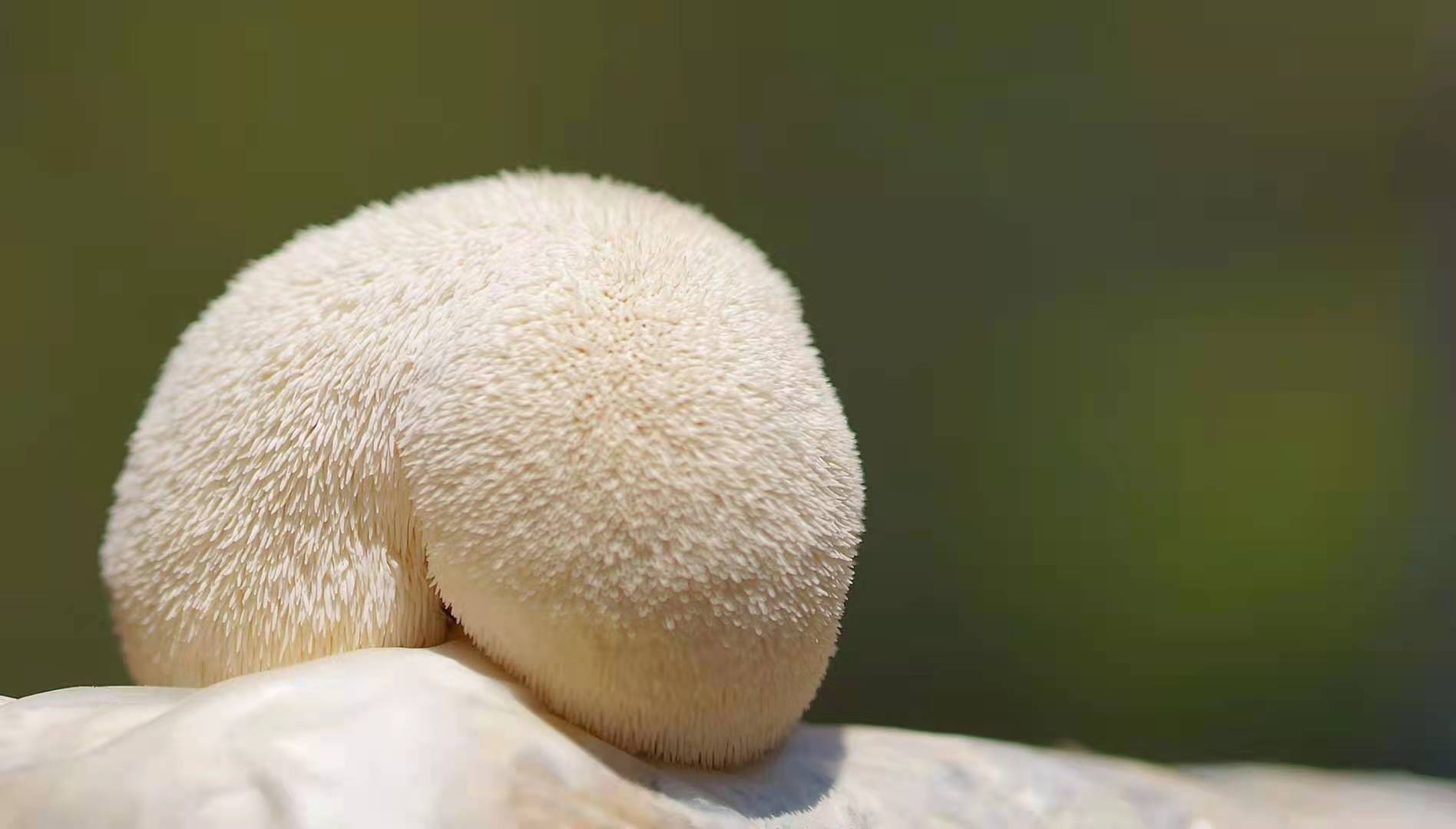 Wisdom mushroom, powerful mushroom - Hericium erinaceus