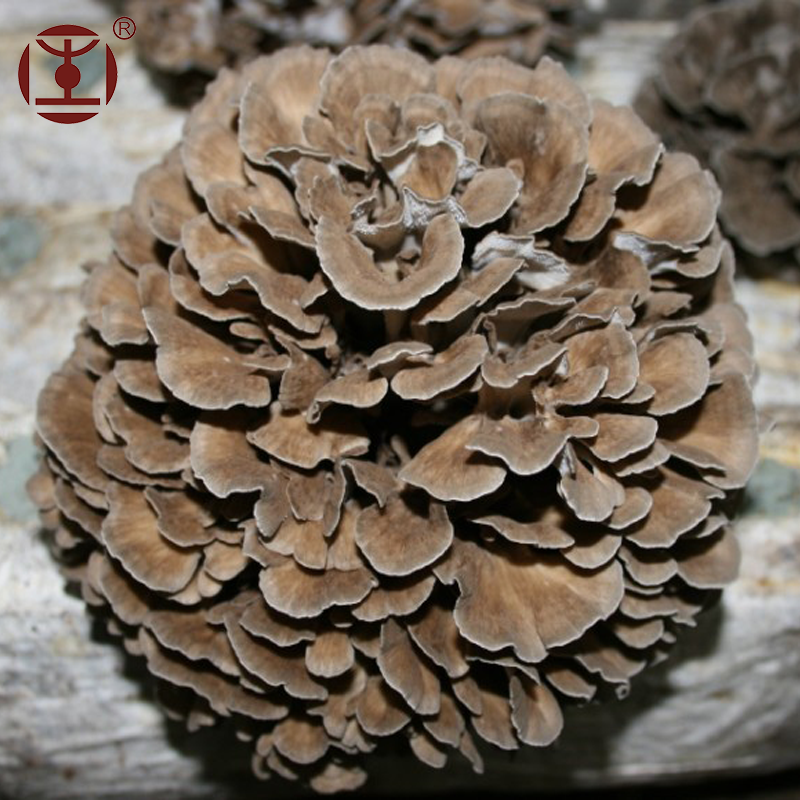 Grifola frondosa