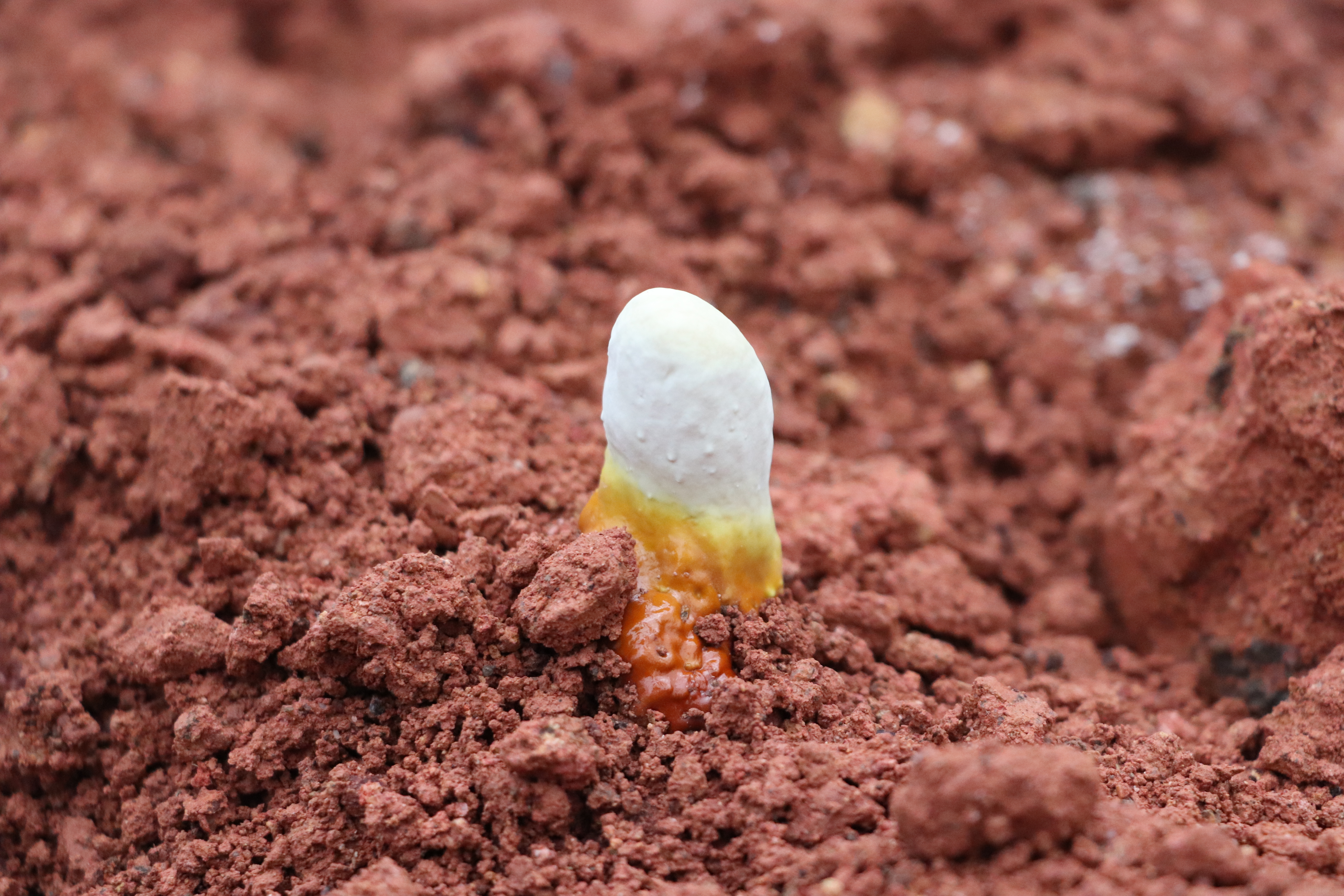 Organic Ganoderma lucidum Growth Record