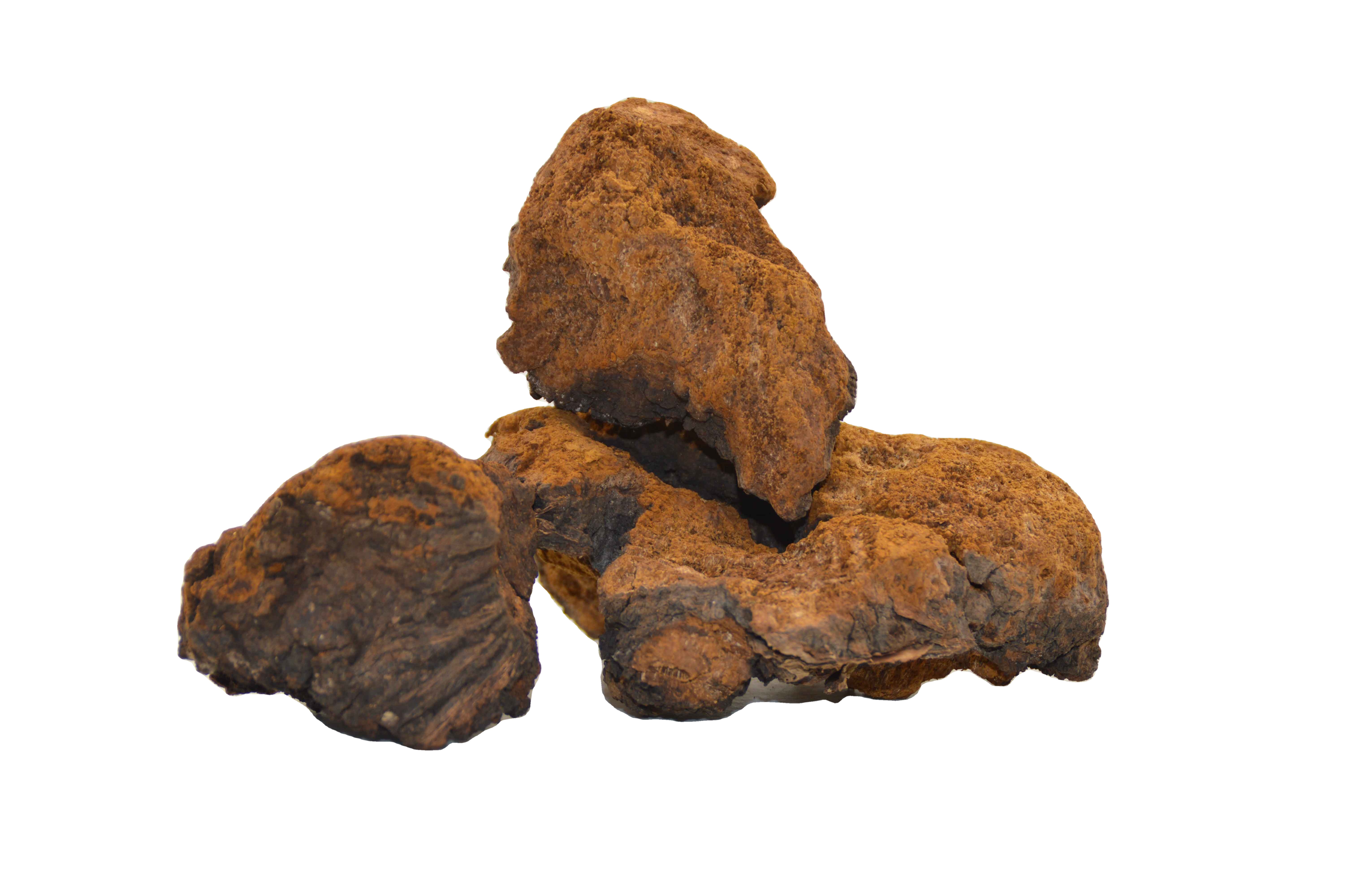 chaga