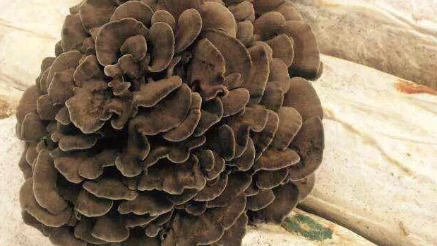 Maitake- Organic Mushroom Extract Capsule 