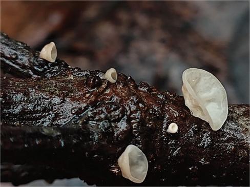 New Global Fungal Species Discovered in Hangzhou, Zhejiang Province