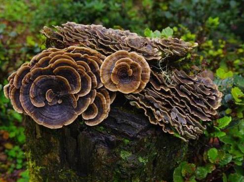 Coriolus Versicolor: Nature’s Immunity And Cancer Fighter