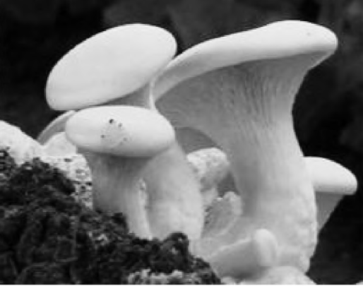 Determination of nutritional components and health function research of Pleurotus Nebrodensis