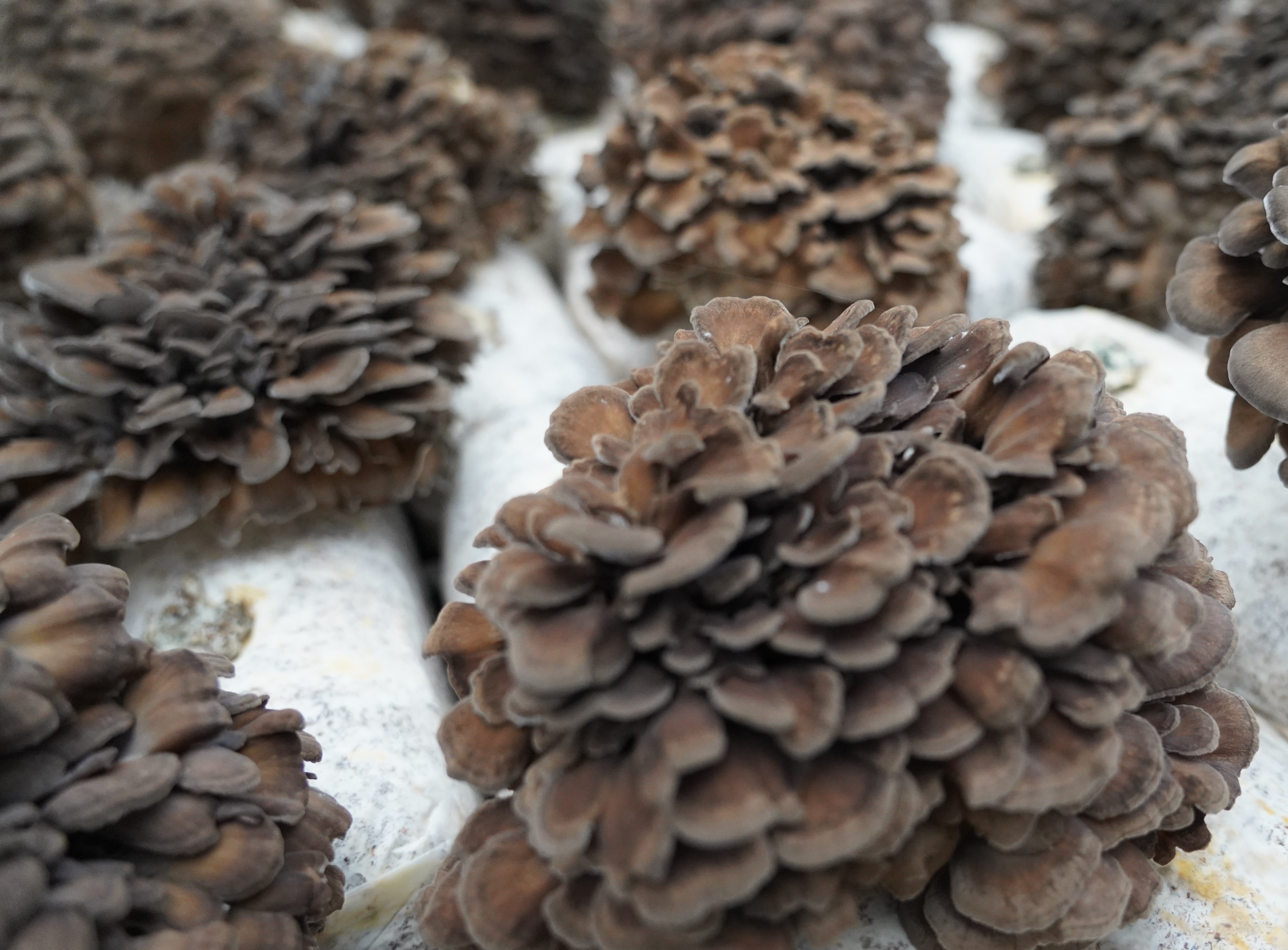 Organic Maitake