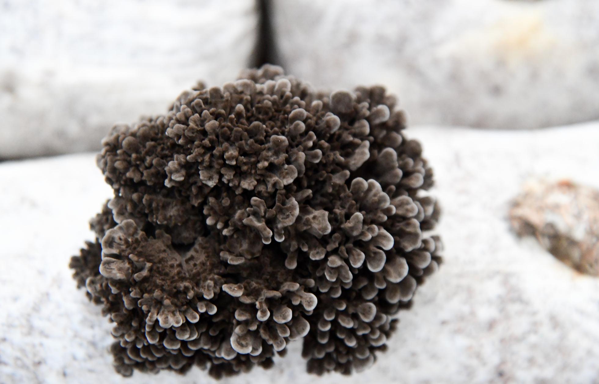 Organic Grifola Frondosa