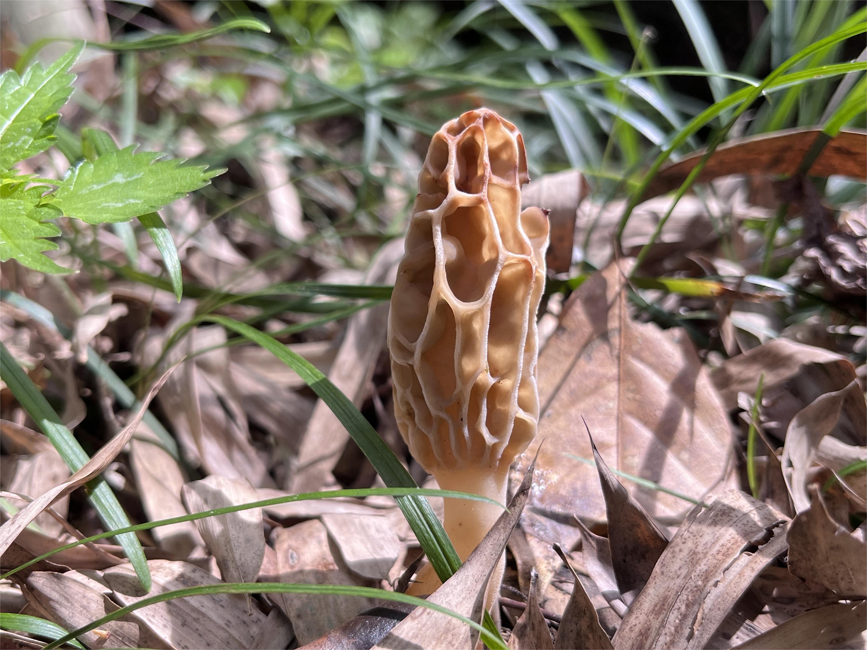 Advances In Research On Functional Activity Of Morchella