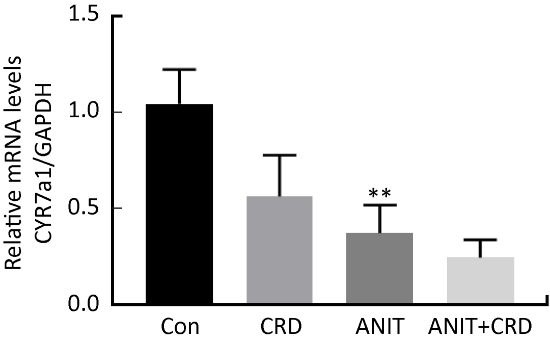 Protective effects of cordycepin of Cordyceps militaris on ANIT induced cholestatic liver injury