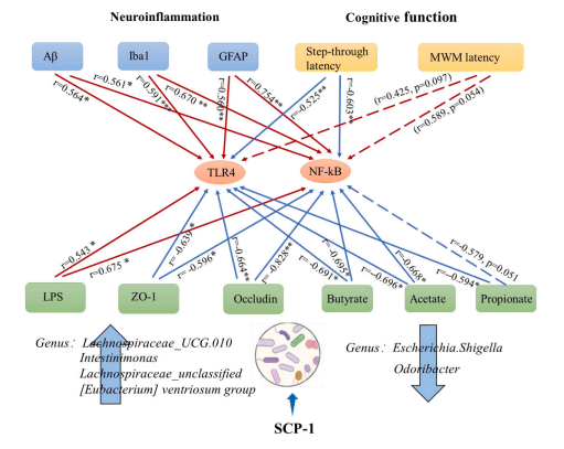 Neuroprotective effects of polysaccharide from Sparassis crispa on Alzheimer's disease-like mice: Involvement of microbiota-gut-brain axis