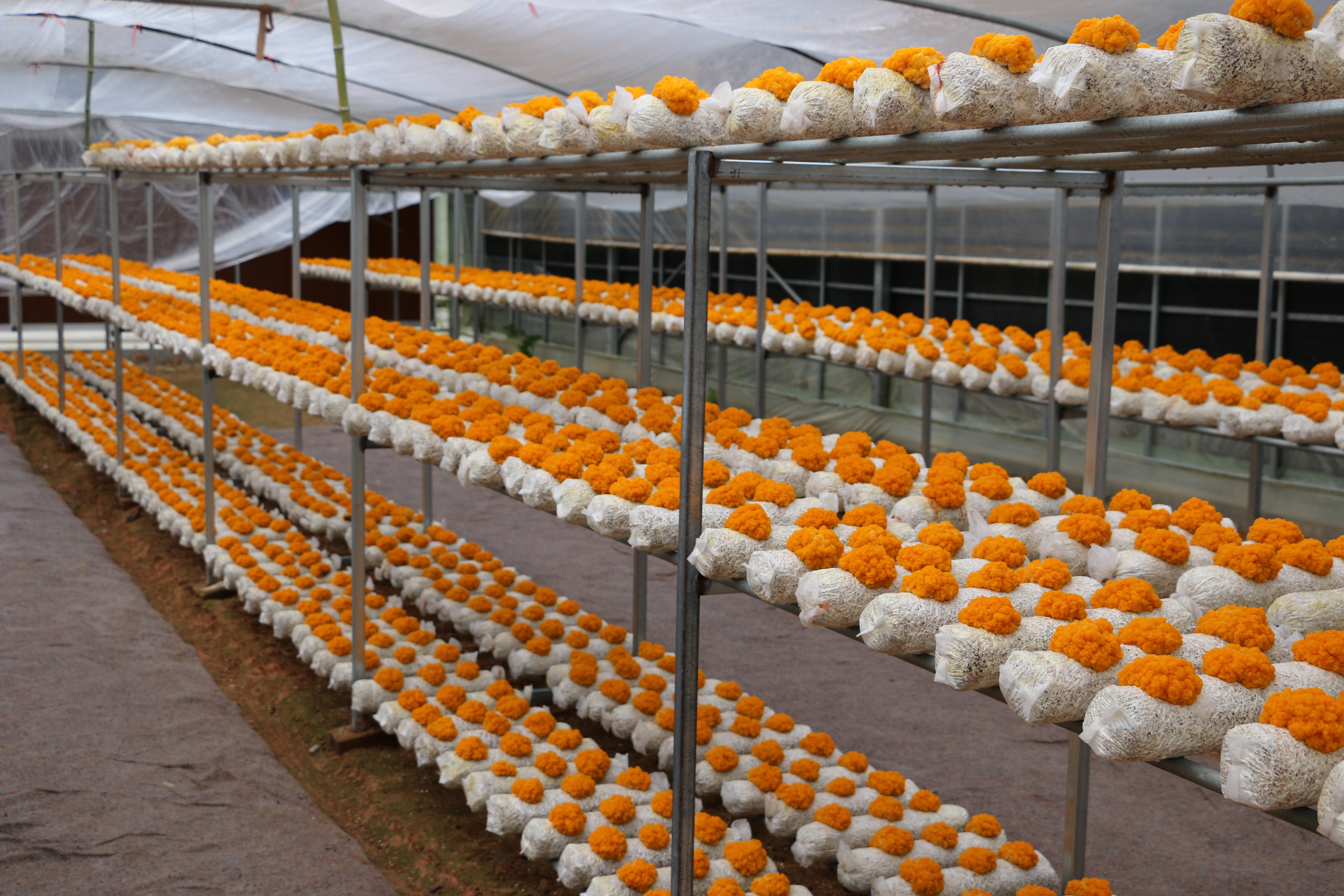Tremella aurantialba