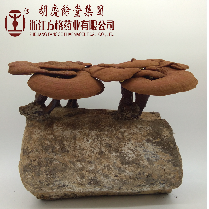 Reishi Mushroom