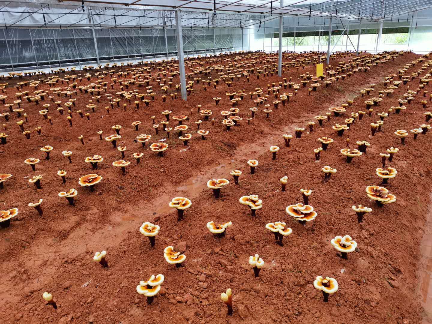 Organic Ganoderma Lucidum