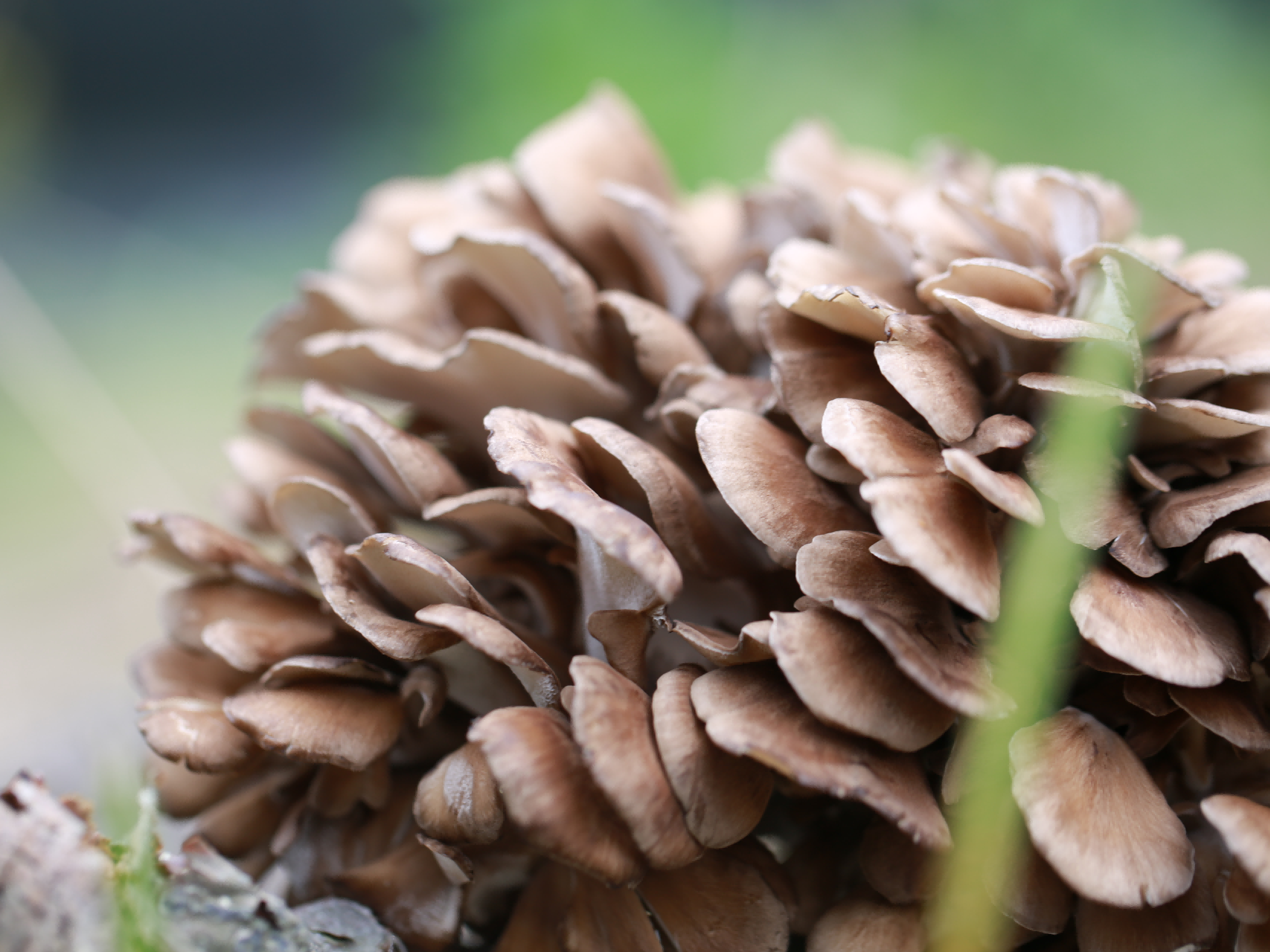 Powerful Immune Mushroom - Grifola Frondosa