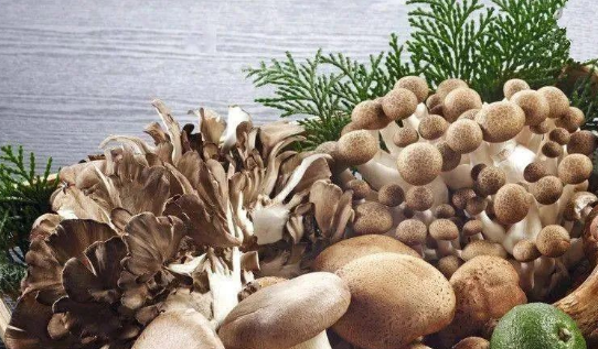 Research progress on physiological activity, functional properties and application of edible mushroom protein