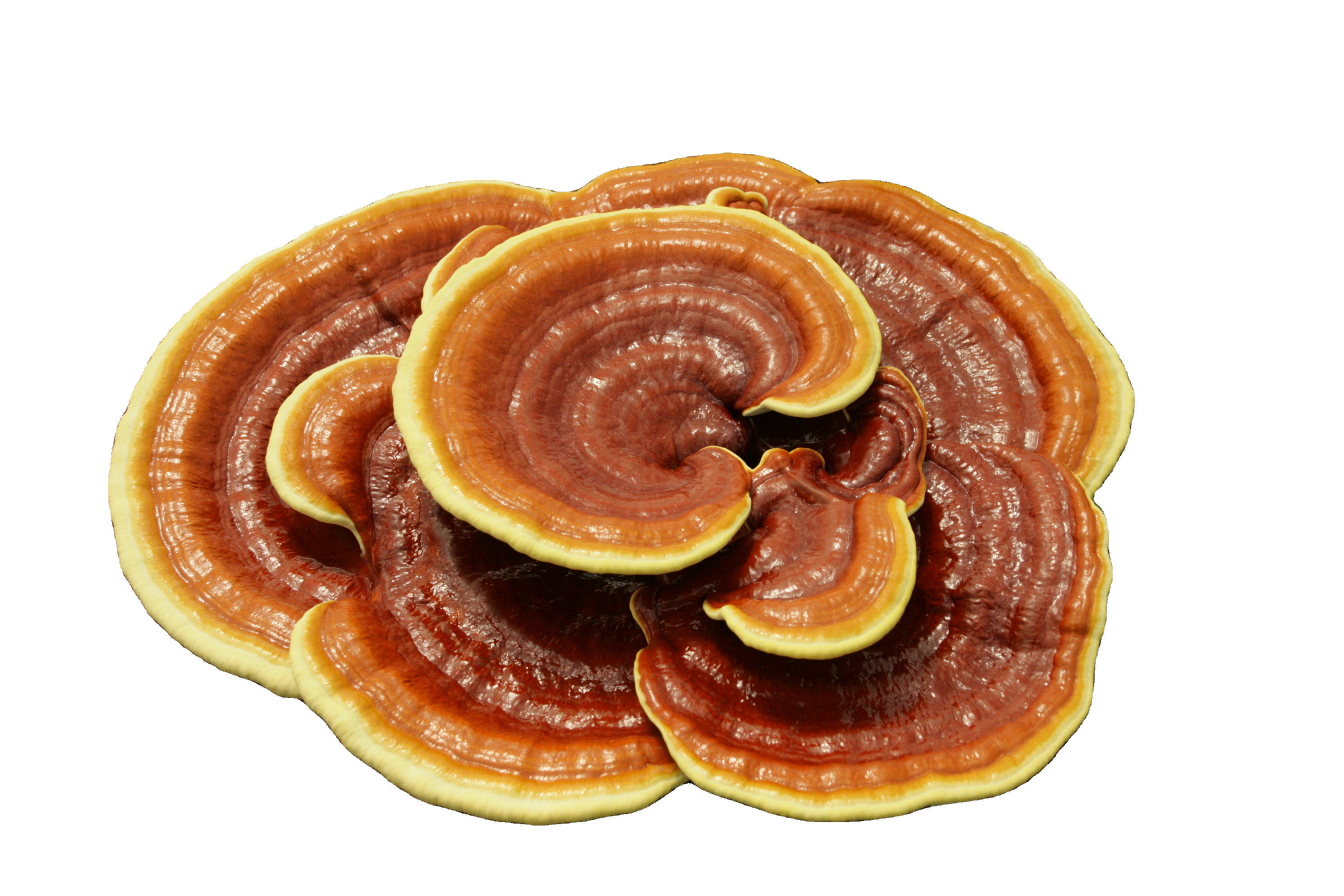 Ganoderma