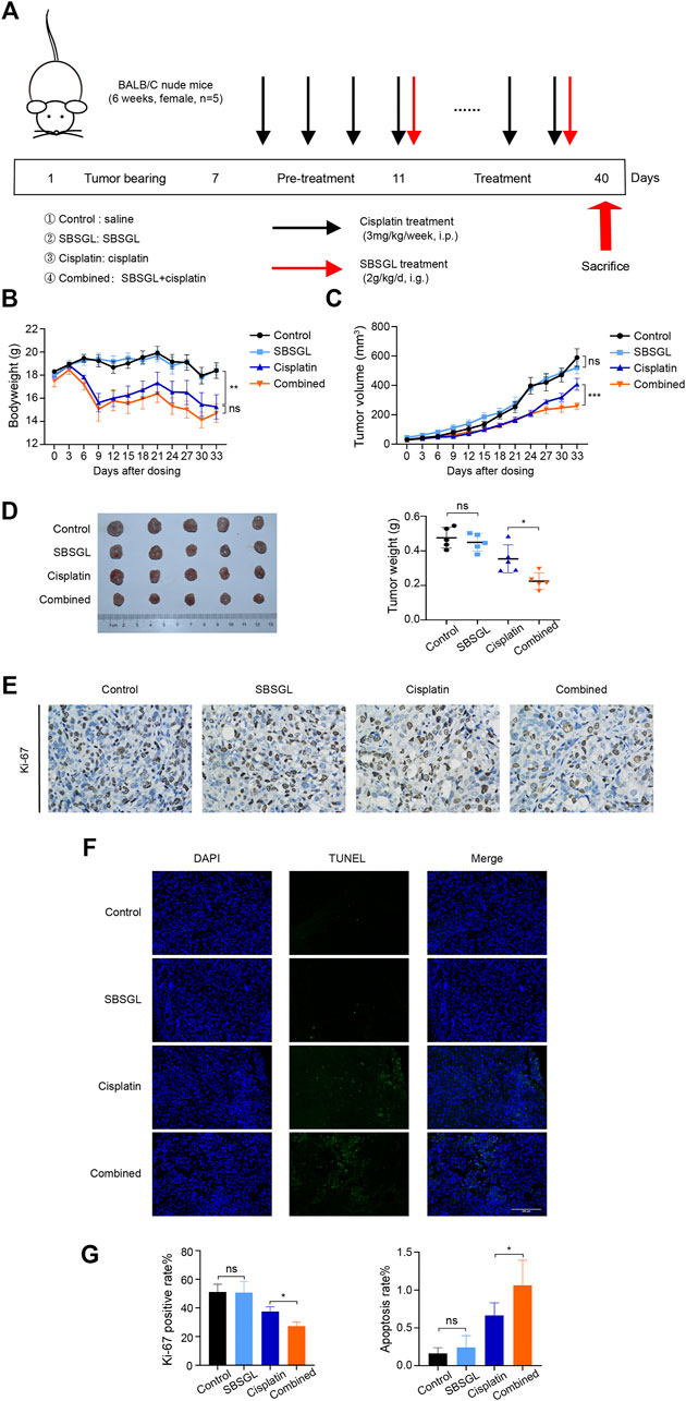 fphar-13-826716-g001