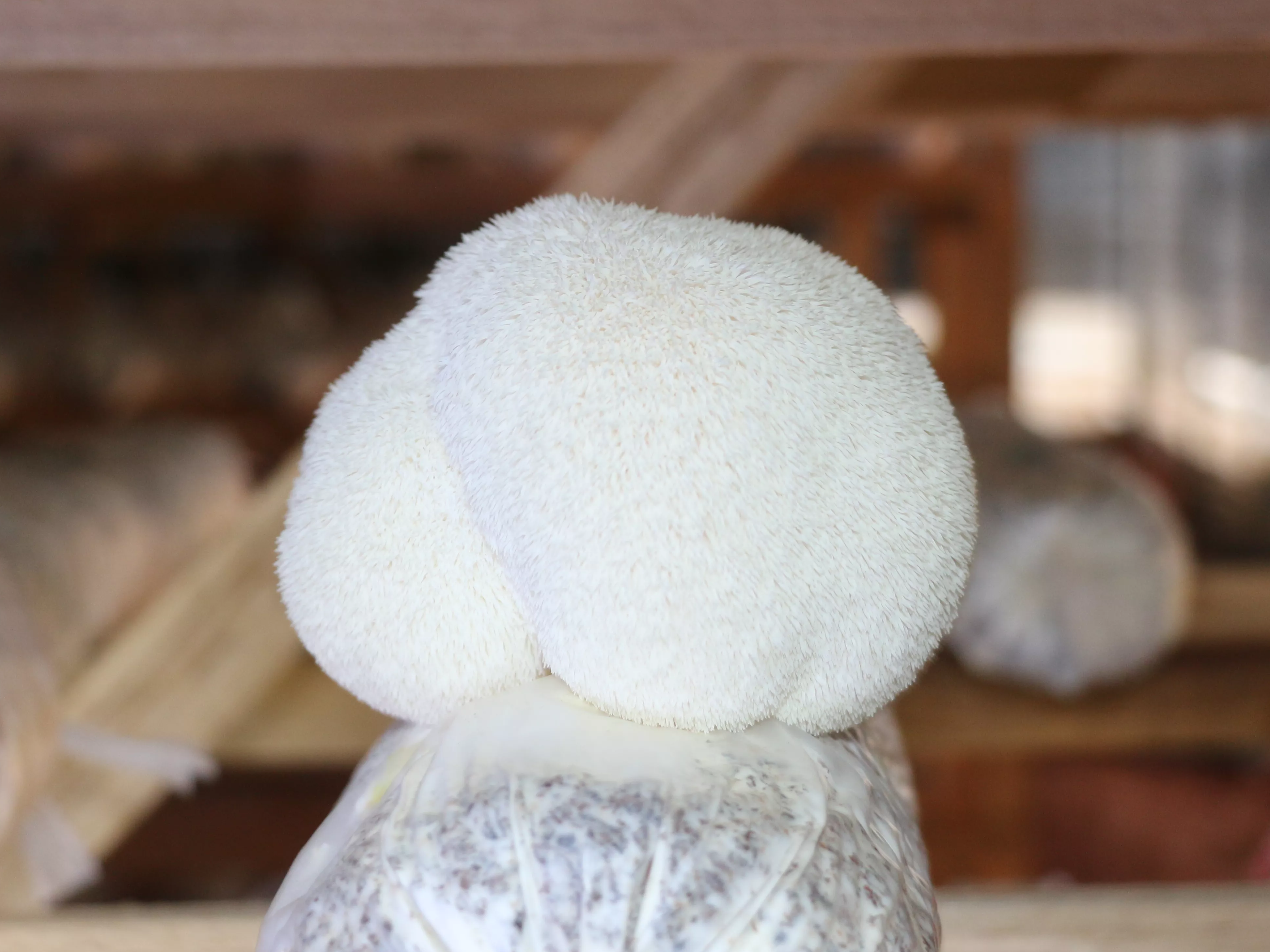 Lion's Mane - Organic Mushroom Extract Bulk Powder 