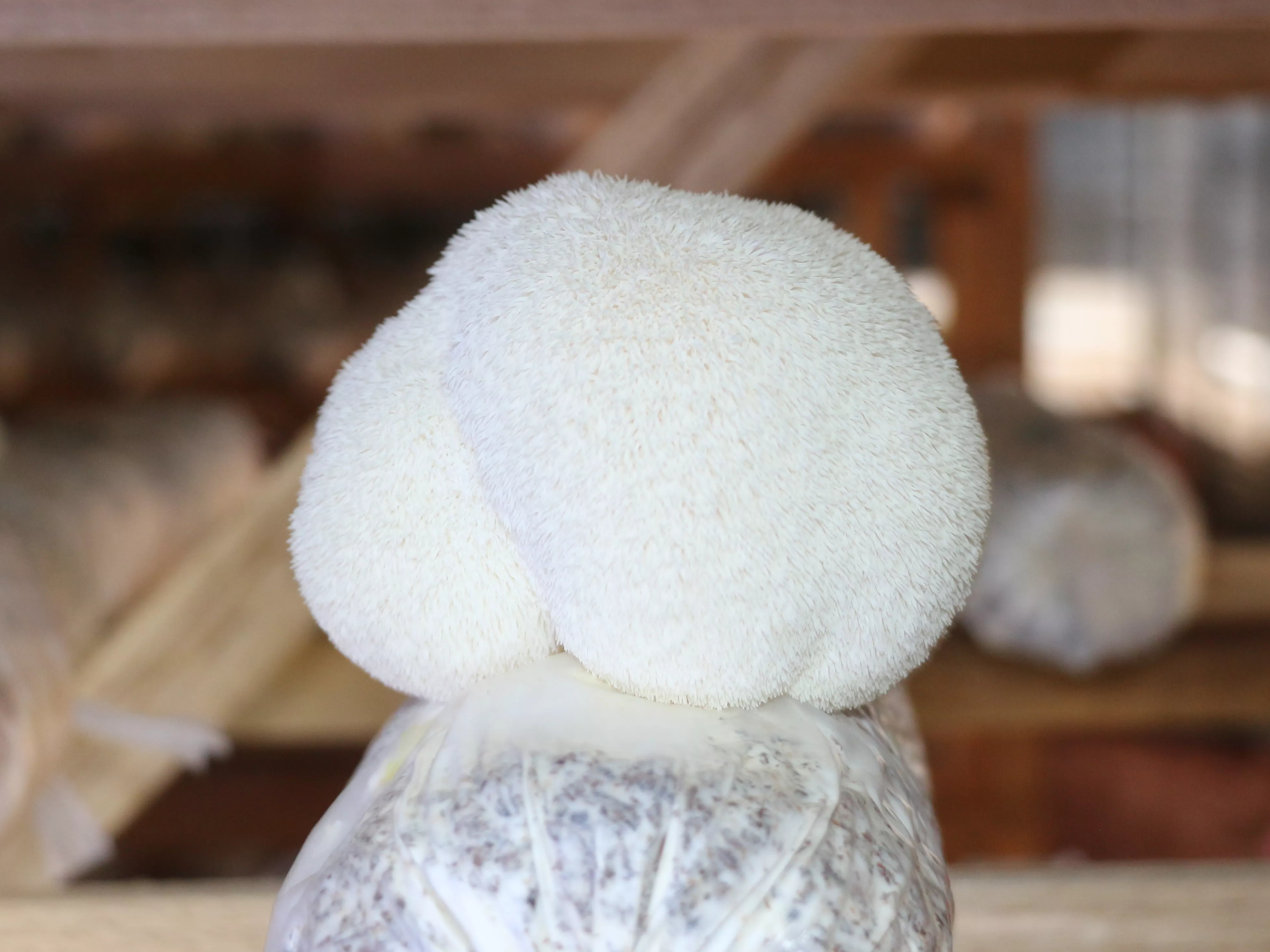 Lion's Mane Mushroom: Nature's Brain Guardian and Health Protector