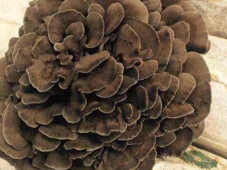 Unlocking The Power of Medicinal Fungi: How Beta-Glucans Boost Immune Function for Modern Health Challenges