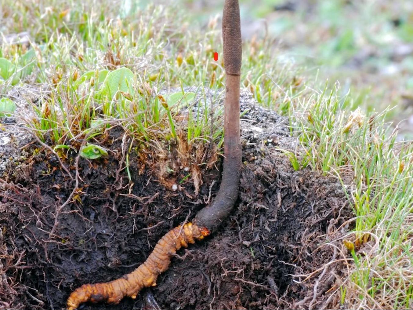Cordyceps sinensis: Unlocking the Potential of Nature’s Adaptogenic Treasure
