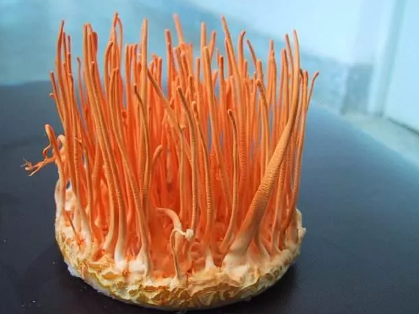 Orgmyco® Vitality Up: Natural Energy, Immunity & Vitality Powered by Cordyceps Science｜A Modern Exploration of Cordyceps Nutrition