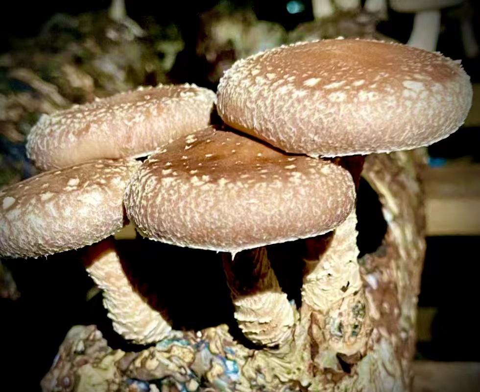 Research progress of edible mushroom fermented food