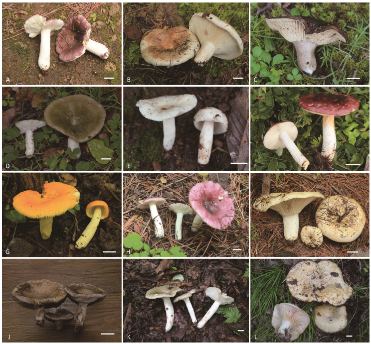 Are All Colored Mushrooms Poisonous?